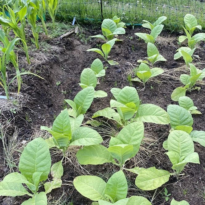 Tobacco plants coming up